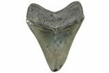 Serrated, Fossil Megalodon Tooth - South Carolina #307568-1